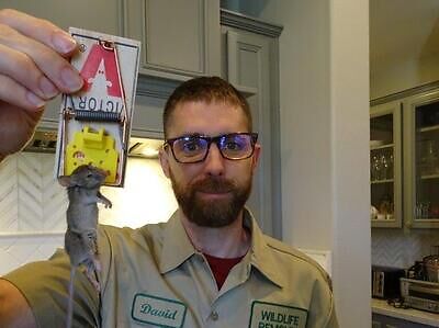 Grand Rapids rodent trapping